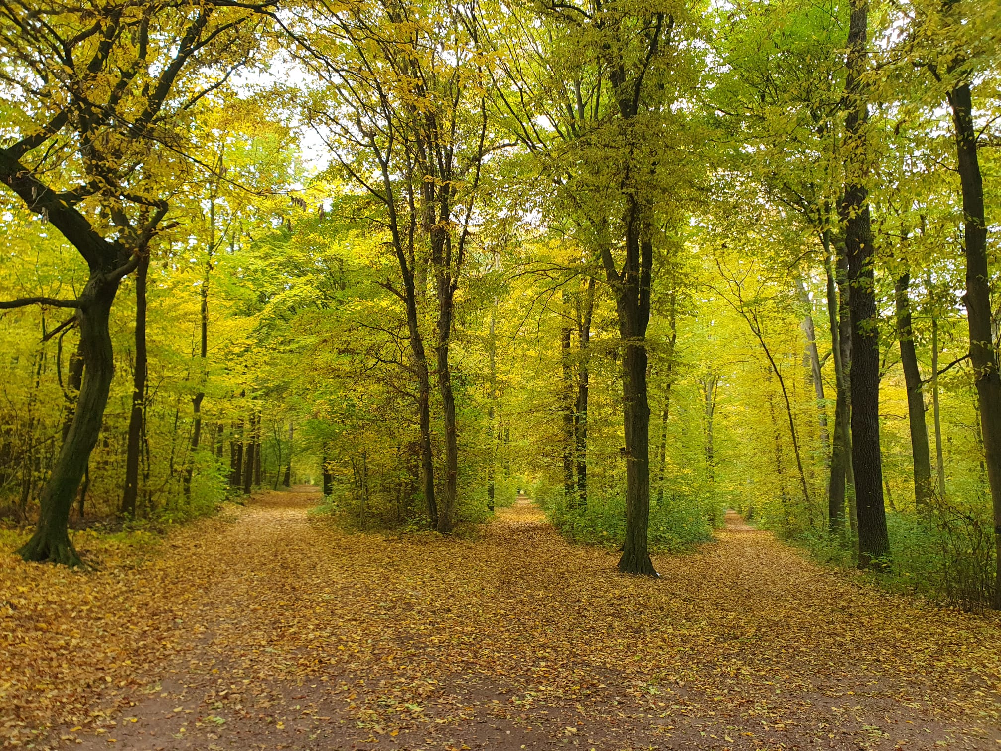 Du betrachtest gerade Herbststurm, unsensibel